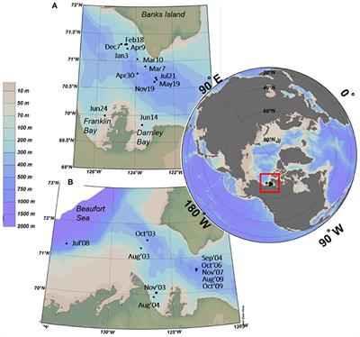 Seasonal and Interannual Changes in Ciliate and Dinoflagellate Species Assemblages in the Arctic Ocean (Amundsen Gulf, Beaufort Sea, Canada)